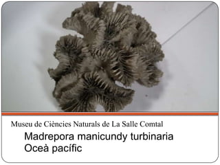 Madrepora manicundy turbinaria
Oceà pacífic
Museu de Ciències Naturals de La Salle Comtal
 