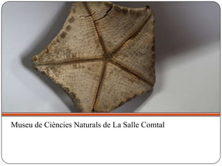 Museu de Ciències Naturals de La Salle Comtal
 