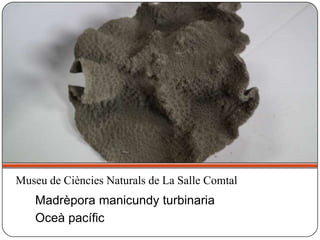 Madrèpora manicundy turbinaria
Oceà pacífic
Museu de Ciències Naturals de La Salle Comtal
 