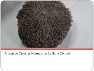 Museu de Ciències Naturals de La Salle Comtal
 