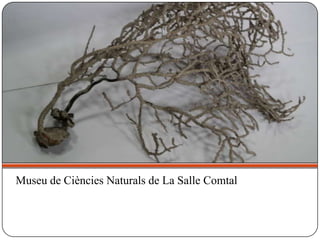 Museu de Ciències Naturals de La Salle Comtal
 