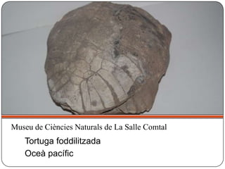 Museu de Ciències Naturals de La Salle Comtal
Tortuga foddilitzada
Oceà pacífic
 