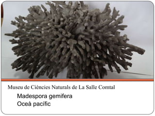 Madespora gemifera
Oceà pacífic
Museu de Ciències Naturals de La Salle Comtal
 