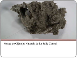 Museu de Ciències Naturals de La Salle Comtal
 