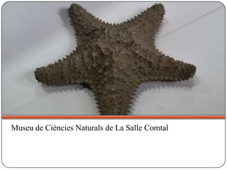 Museu de Ciències Naturals de La Salle Comtal
 