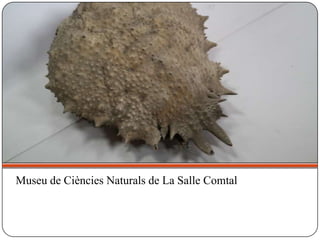 Museu de Ciències Naturals de La Salle Comtal
 