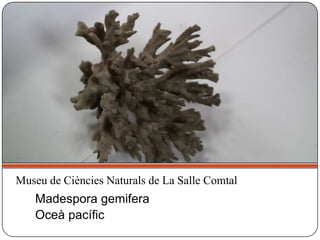 Madespora gemifera
Oceà pacífic
Museu de Ciències Naturals de La Salle Comtal
 
