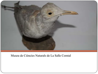 Museu de Ciències Naturals de La Salle Comtal
 