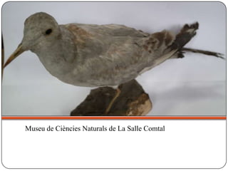 Museu de Ciències Naturals de La Salle Comtal
 