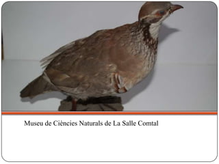 Museu de Ciències Naturals de La Salle Comtal
 