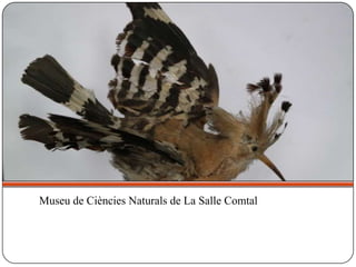 Museu de Ciències Naturals de La Salle Comtal
 