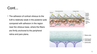 Vitrous anatomy and Physiology of the eye.pptx