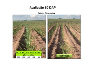 Avaliacão 60 DAP
CONTROLE
Raízen Piracicaba
> + > > 5 > +
6 1 ( ' '
%)A ()A ()A (&A %A
 