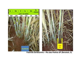 Fazenda Sertãozinho – Rio das Pedras SP (Bertoloti, S)
> + > > 5 > +
3/O
R <./
6 1 ( ' '
%KA (&A (&A (&A %& &EA
 