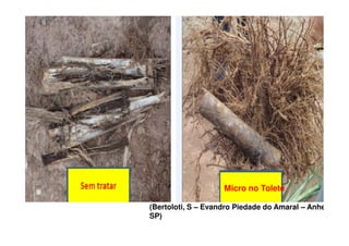 (Bertoloti, S – Evandro Piedade do Amaral – Anhembi
SP)
Micro no Tolete
 