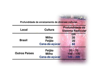 Profundidade de enraizamento de diversas culturas
Local Cultura
Profundidade do
Sistema Radicular
cm
Brasil
Milho 20
Feijão 20
Cana-de-açúcar 60
Outros Países
Feijão 50 – 70
Milho 100 – 170
Cana-de-açúcar 120 – 200
 