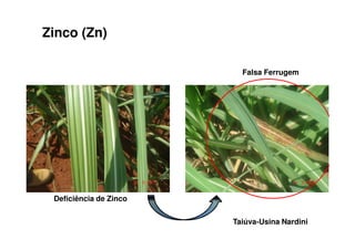 Deficiência de Zinco
Falsa Ferrugem
Zinco (Zn)
Taiúva-Usina Nardini
 