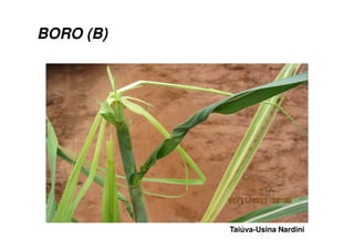 BORO (B)
Taiúva-Usina Nardini
 
