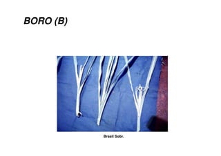 Brasil Sobr.
BORO (B)
 