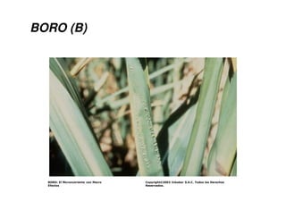 ! !"# $ % $
#&
BORO (B)
 