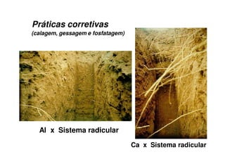 Al x Sistema radicular
Ca x Sistema radicular
Práticas corretivas
(calagem, gessagem e fosfatagem)
 