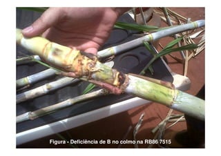 Figura - Deficiência de B no colmo na RB86 7515
 