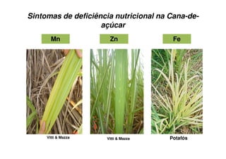 ZnZn
Sintomas de deficiência nutricional na Cana-de-
açúcar
Vitti & MazzaVitti & Mazza
MnMn FeFe
Potafós
 