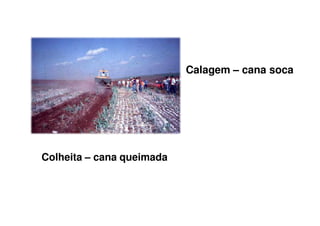 Calagem – cana soca
Colheita – cana queimada
 