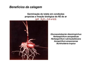 Germinação do tolete em condições
propícias a fixação biológica do N2 do ar
(pH H2O = 5,5 a 6,5)
Benefícios da calagem
Glucoacetobacter diazotropichus
Herbaspirillum seropedicae
Herbaspirillum rubrisubalbicans
Azospirillum amazonense
Burkholderia tropica
 