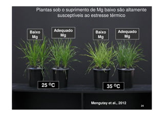 Baixo
Mg
Adequado
Mg
25 OC 35 OC
Plantas sob o suprimento de Mg baixo são altamente
susceptíveis ao estresse térmico
Baixo
Mg
Adequado
Mg
Mengutay et al., 2012
24
 