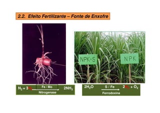 N2 + 3H2 2NH3
Nitrogenase
Fe / Mo 2H2O S / Fe 2H2 + O2
Ferrodoxina
2.2. Efeito Fertilizante – Fonte de Enxofre
S x LignificaçãoS x Nodulação
 