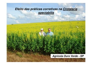 Agrícola Ouro Verde - SP
Efeito das práticas corretivas na Crotalaria
spectabilis
 