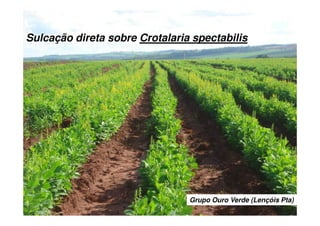 Grupo Ouro Verde (Lençóis Pta)
Sulcação direta sobre Crotalaria spectabilis
 