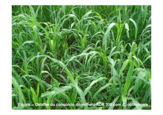 Figura – Detalhe do consórcio do milheto ADR 300 com C. ochroleuca
 