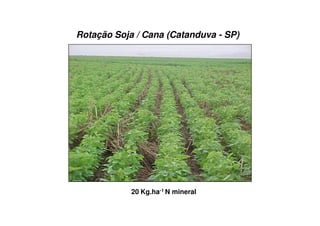 Rotação Soja / Cana (Catanduva - SP)
20 Kg.ha-1 N mineral
 