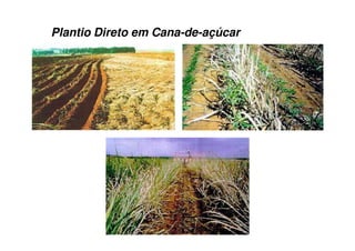 Plantio Direto em Cana-de-açúcar
 