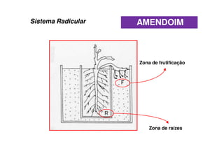 Zona de frutificação
Zona de raízes
AMENDOIMSistema Radicular
 