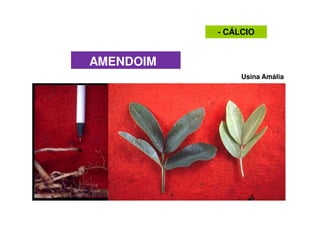 Usina Amália
AMENDOIM
- CÁLCIO
 