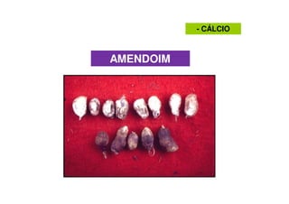 AMENDOIM
- CÁLCIO
 