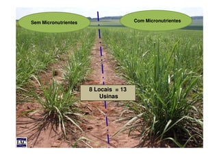 Sem Micronutrientes Com Micronutrientes
8 Locais = 13
Usinas
 