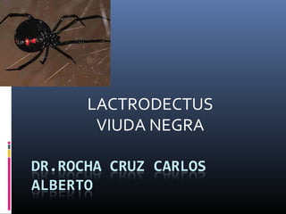 LACTRODECTUS
 VIUDA NEGRA
 