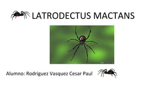 LATRODECTUS MACTANS
Alumno: Rodriguez Vasquez Cesar Paul
 