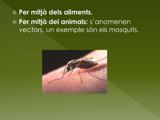  Per mitjà dels aliments.
 Per mitjà del animals: s’anomenen
vectors, un exemple són els mosquits.
 