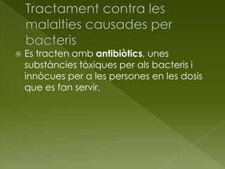  Es tracten amb antibiòtics, unes
substàncies tòxiques per als bacteris i
innòcues per a les persones en les dosis
que es fan servir.
 