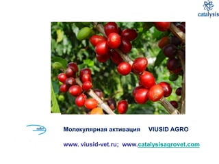 Молекулярная активация VIUSID AGRO
www. viusid-vet.ru; www.catalysisagrovet.com
 