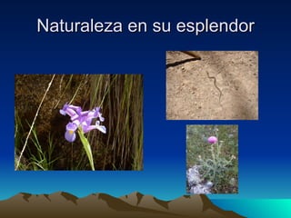 Naturaleza en su esplendor 