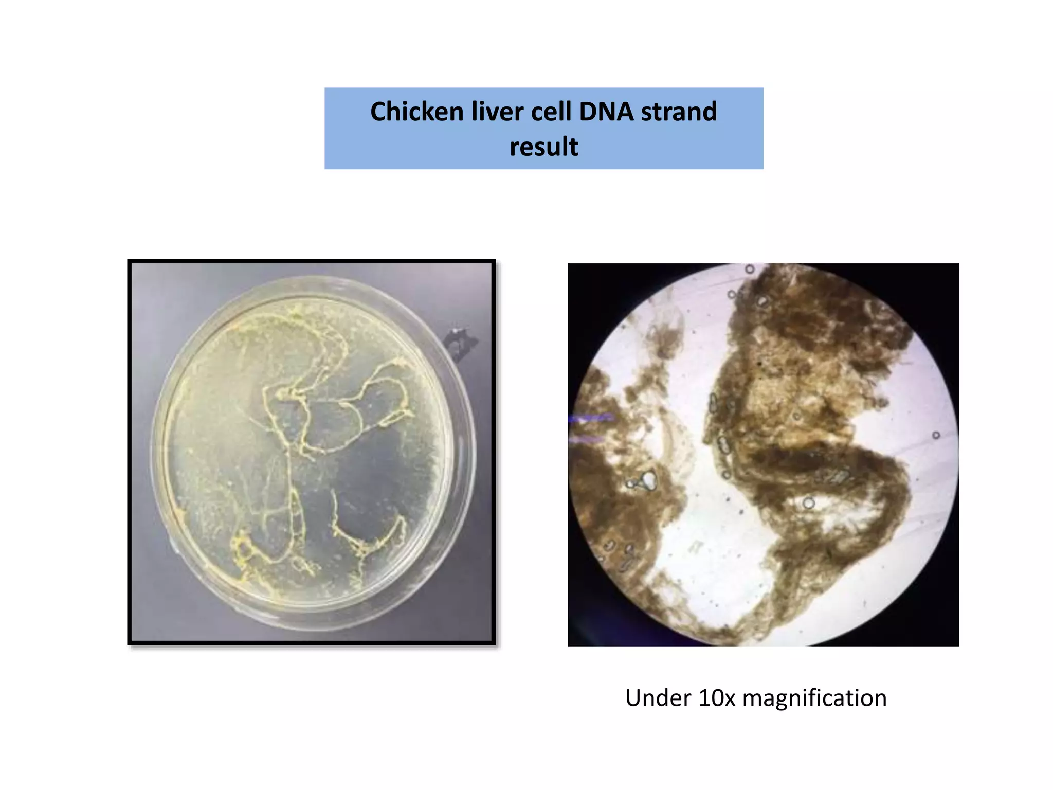 Chicken liver cell DNA strand
result
Under 10x magnification
 