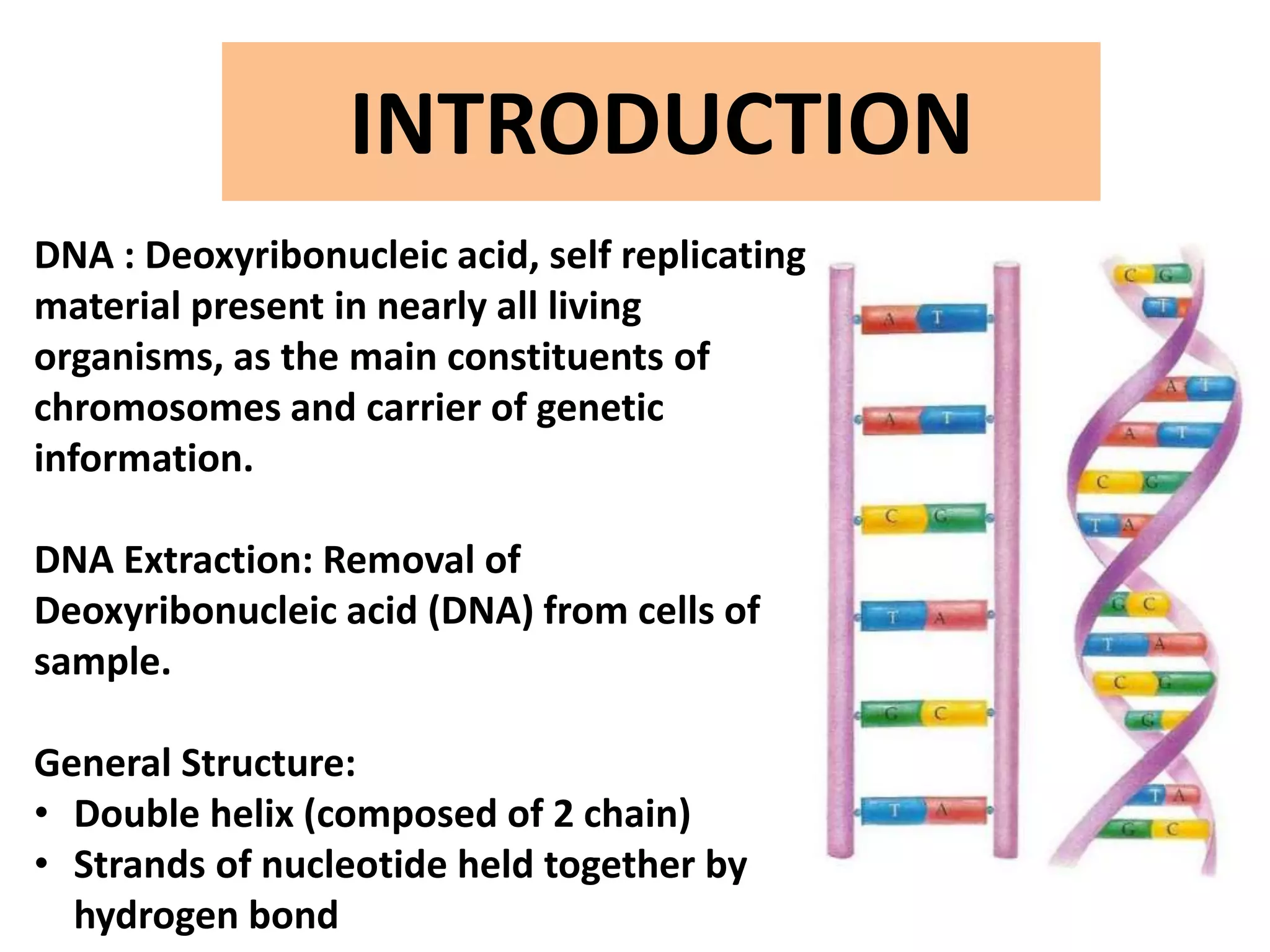 INTRODUCTION
DNA : Deoxyribonucleic acid, self replicating
material present in nearly all living
organisms, as the main constituents of
chromosomes and carrier of genetic
information.
DNA Extraction: Removal of
Deoxyribonucleic acid (DNA) from cells of
sample.
General Structure:
• Double helix (composed of 2 chain)
• Strands of nucleotide held together by
hydrogen bond
 