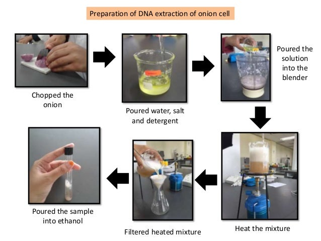 extracting onion dna Biochemistry project: use basic dna extraction techniques to extract dna from an onion. extracting onion dna Biochemistry project: use basic dna extraction techniques to extract dna from an onion.