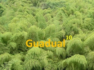 Guadual

10

 